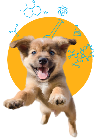 Nutrición Dante - maquila de snack para mascotas